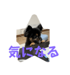 我が家の3犬（個別スタンプ：9）