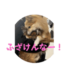 我が家の3犬（個別スタンプ：10）