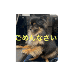 我が家の3犬（個別スタンプ：11）