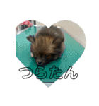 我が家の3犬（個別スタンプ：13）