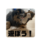 我が家の3犬（個別スタンプ：14）