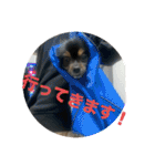 我が家の3犬（個別スタンプ：15）