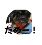 我が家の3犬（個別スタンプ：16）
