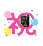 我が家の3犬（個別スタンプ：17）