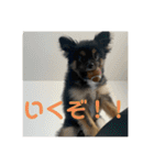我が家の3犬（個別スタンプ：20）