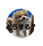 我が家の3犬（個別スタンプ：21）