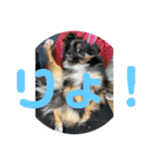 我が家の3犬（個別スタンプ：22）