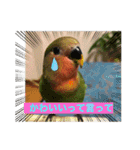 コザクラインコ ぐーちゃん メンヘラver.（個別スタンプ：1）
