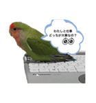 コザクラインコ ぐーちゃん メンヘラver.（個別スタンプ：2）