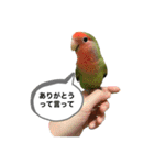 コザクラインコ ぐーちゃん メンヘラver.（個別スタンプ：3）