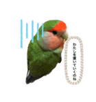 コザクラインコ ぐーちゃん メンヘラver.（個別スタンプ：4）