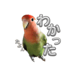 コザクラインコ ぐーちゃん メンヘラver.（個別スタンプ：7）