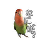 コザクラインコ ぐーちゃん メンヘラver.（個別スタンプ：8）