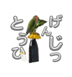 コザクラインコ ぐーちゃん メンヘラver.（個別スタンプ：9）