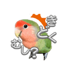 コザクラインコ ぐーちゃん メンヘラver.（個別スタンプ：10）