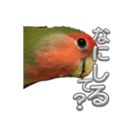コザクラインコ ぐーちゃん メンヘラver.（個別スタンプ：13）