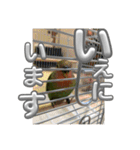 コザクラインコ ぐーちゃん メンヘラver.（個別スタンプ：14）