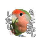 コザクラインコ ぐーちゃん メンヘラver.（個別スタンプ：16）