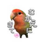 コザクラインコ ぐーちゃん メンヘラver.（個別スタンプ：18）