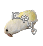 コザクラインコ ぐーちゃん メンヘラver.（個別スタンプ：20）
