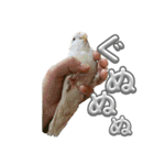 コザクラインコ ぐーちゃん メンヘラver.（個別スタンプ：23）