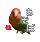 コザクラインコ ぐーちゃん メンヘラver.（個別スタンプ：24）