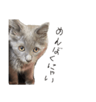 長毛こねこちゃん「わさび」1（個別スタンプ：3）