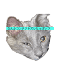 長毛こねこちゃん「わさび」1（個別スタンプ：5）