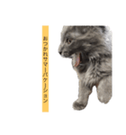 長毛こねこちゃん「わさび」1（個別スタンプ：6）