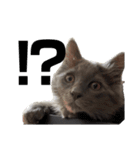 長毛こねこちゃん「わさび」1（個別スタンプ：7）
