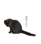 長毛こねこちゃん「わさび」1（個別スタンプ：11）