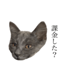 長毛こねこちゃん「わさび」1（個別スタンプ：13）