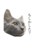長毛こねこちゃん「わさび」1（個別スタンプ：14）