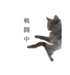 長毛こねこちゃん「わさび」1（個別スタンプ：16）