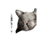 長毛こねこちゃん「わさび」1（個別スタンプ：17）