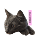 長毛こねこちゃん「わさび」1（個別スタンプ：18）