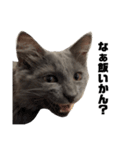 長毛こねこちゃん「わさび」1（個別スタンプ：19）