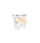 雑種犬のイラストスタンプ（個別スタンプ：4）