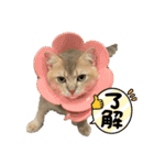 おもちスタンプVol1（個別スタンプ：1）