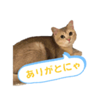 おもちスタンプVol1（個別スタンプ：2）