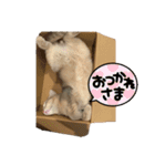 おもちスタンプVol1（個別スタンプ：3）