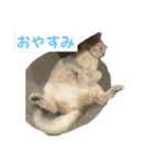 おもちスタンプVol1（個別スタンプ：5）
