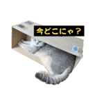 おもちスタンプVol1（個別スタンプ：11）