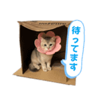 おもちスタンプVol1（個別スタンプ：12）