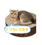 おもちスタンプVol1（個別スタンプ：13）