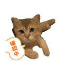 おもちスタンプVol1（個別スタンプ：14）