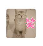 おもちスタンプVol1（個別スタンプ：15）