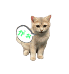 おもちスタンプVol1（個別スタンプ：16）