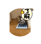 犬のキーボード（個別スタンプ：11）