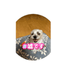 犬のキーボード（個別スタンプ：21）